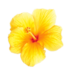 Decorative flower